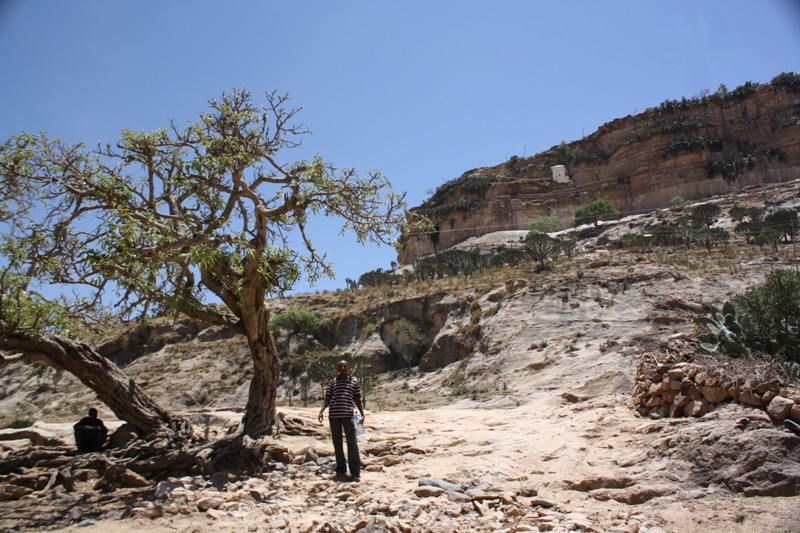 Common Buzzard, Djibouti