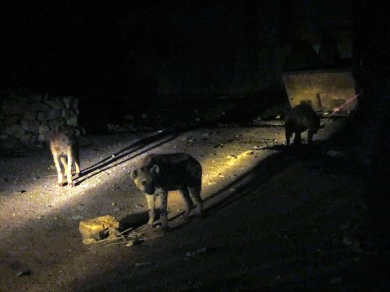 The Hyena Man, Harar, Ethiopia