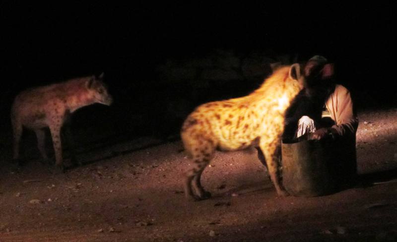 The Hyena Man, Harar, Ethiopia