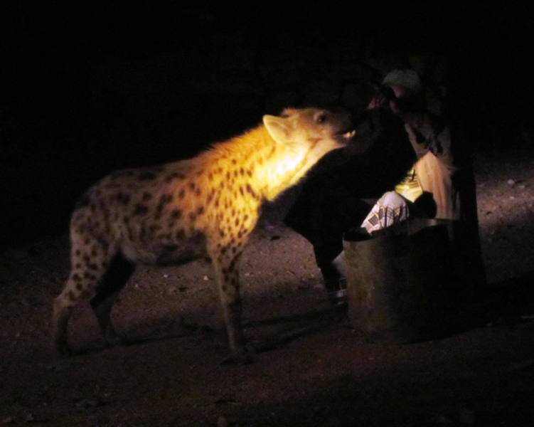 The Hyena Man, Harar, Ethiopia