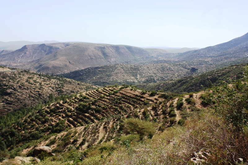 Khat, Adaway, Ethiopia