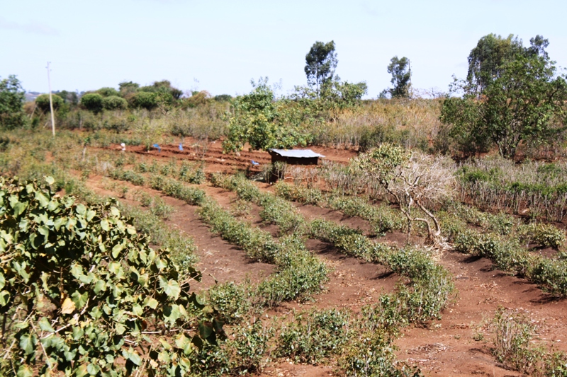  Khat, Awaday, Ethiopia