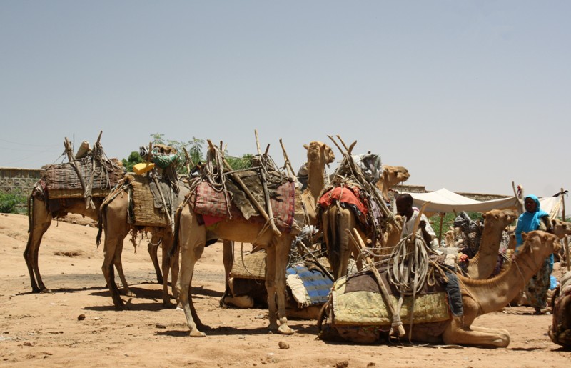 Dire Dawa Camel Market, Ethiopia