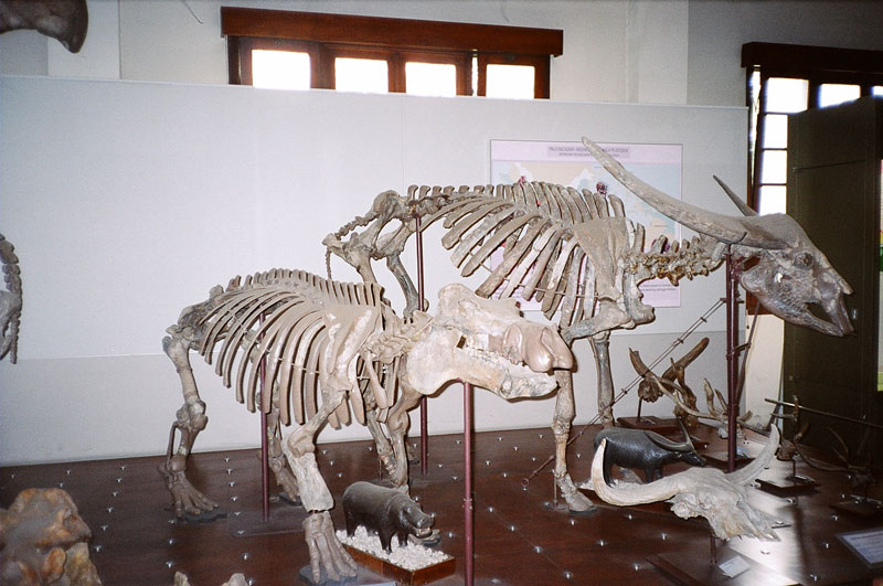 Geology Museum, Bandung, Indonesia