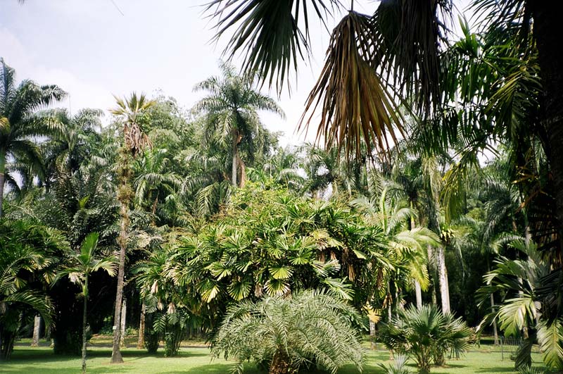 Botanical Gardens, Bogor, Indonesia