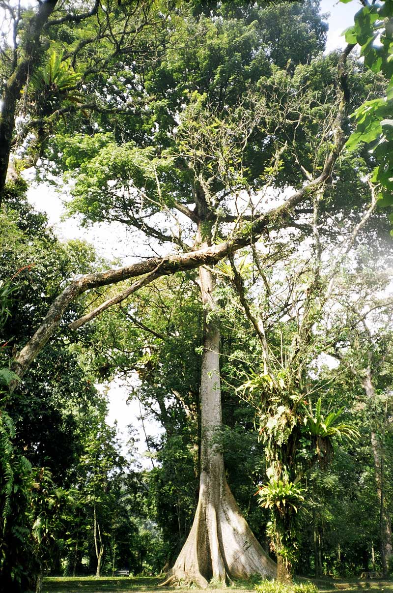 Botanical Gardens, Bogor, Indonesia