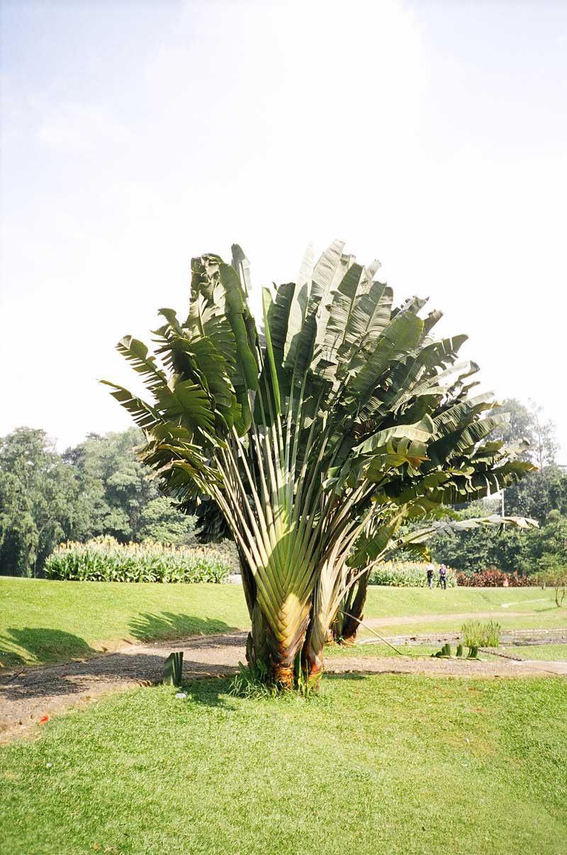 Botanical Gardens, Bogor, Indonesia