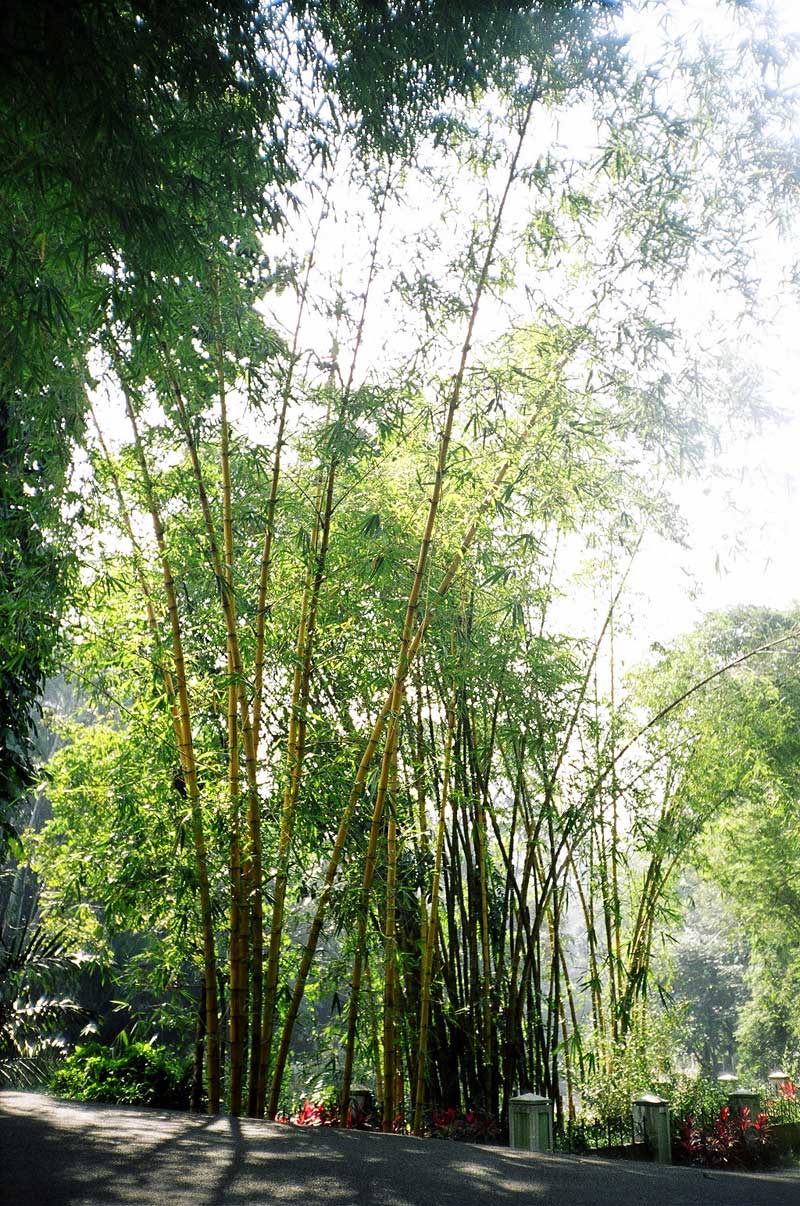 Botanical Gardens, Bogor, Indonesia