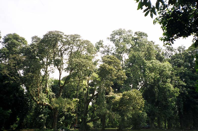 Botanical Gardens, Bogor, Indonesia