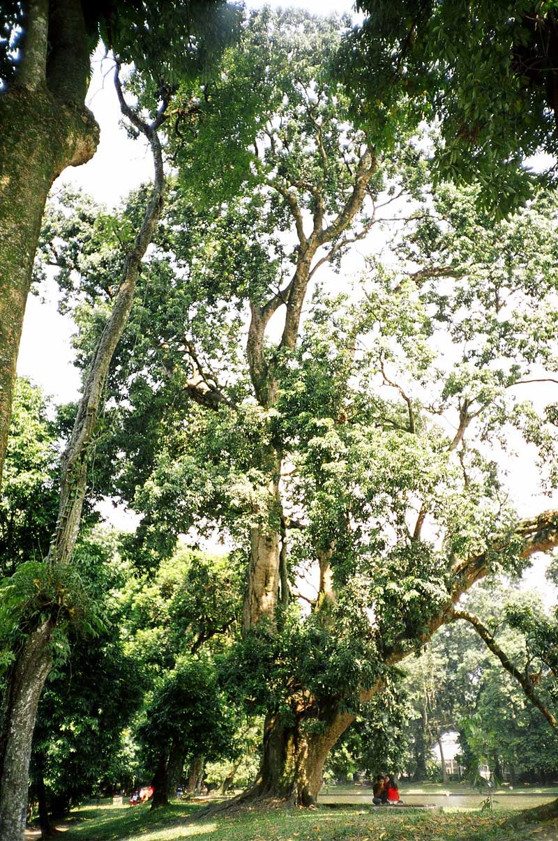 Botanical Gardens, Bogor, Indonesia