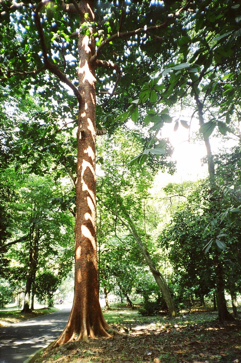 Botanical Gardens, Bogor, Indonesia