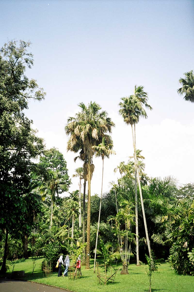 Botanical Gardens, Bogor, Indonesia