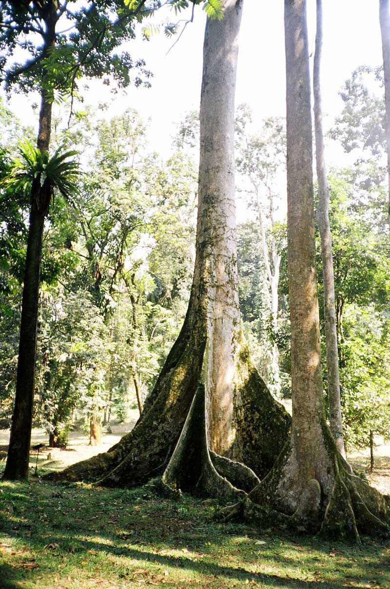 Botanical Gardens, Bogor, Indonesia