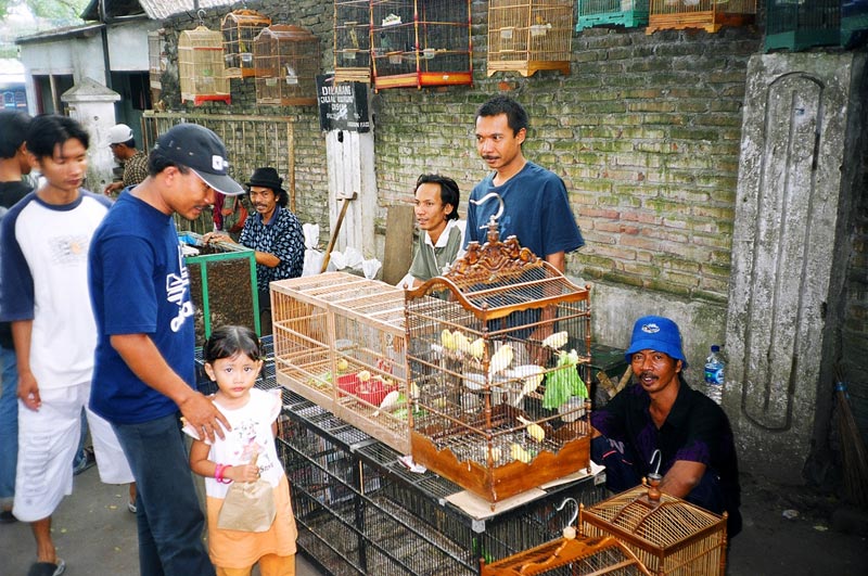 Bird Market, Malang, East Java, Indonesia