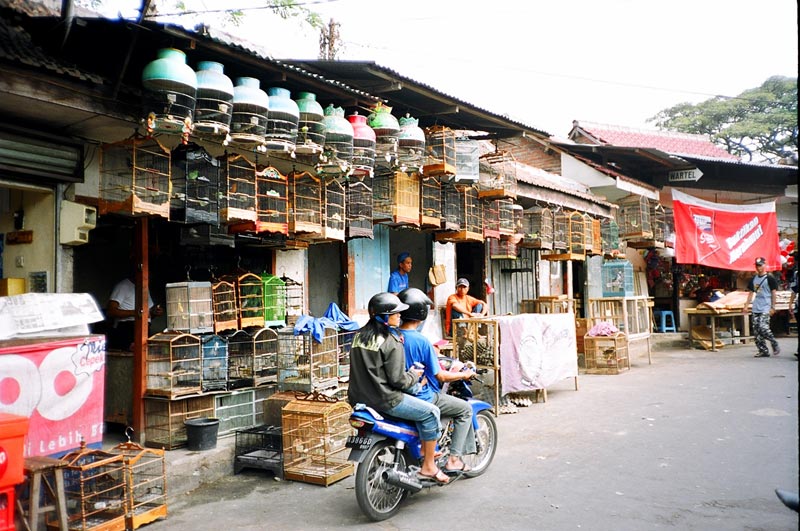 Bird Market, Malang, East Java, Indonesia
