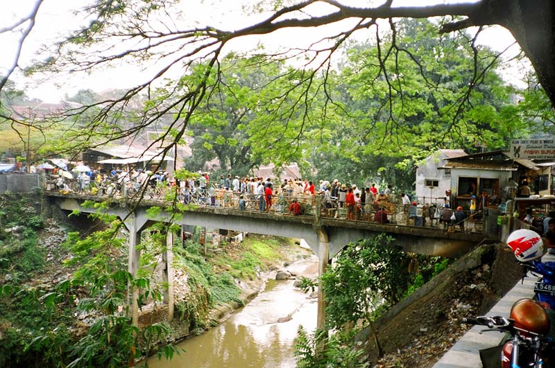  Bird Market, Malang, East Java, Indonesia