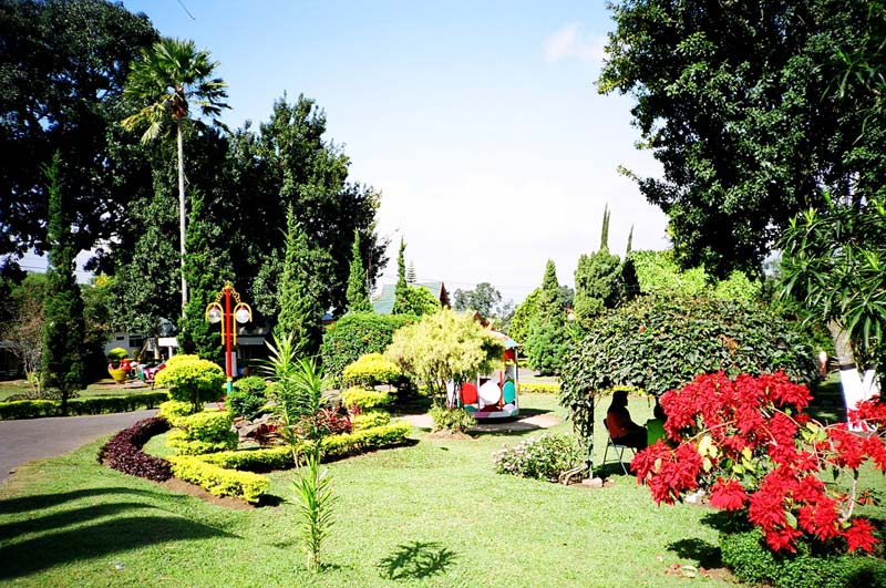 Tea Plantation, East Java, Indonesia