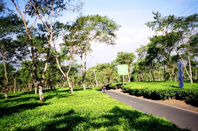 Tea Plantation, East Java, Indonesia