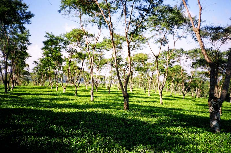 Tea Plantation, East Java, Indonesia