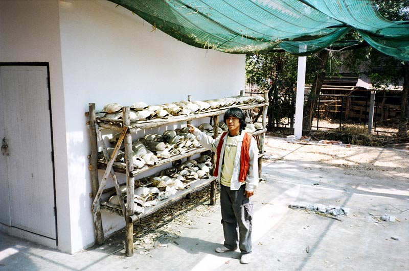 Turtle Village, Mancha Kiri, Thailand