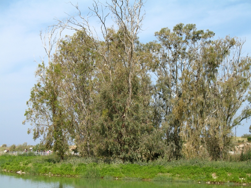 Crocodile Stream, Kabara Valley, Israel