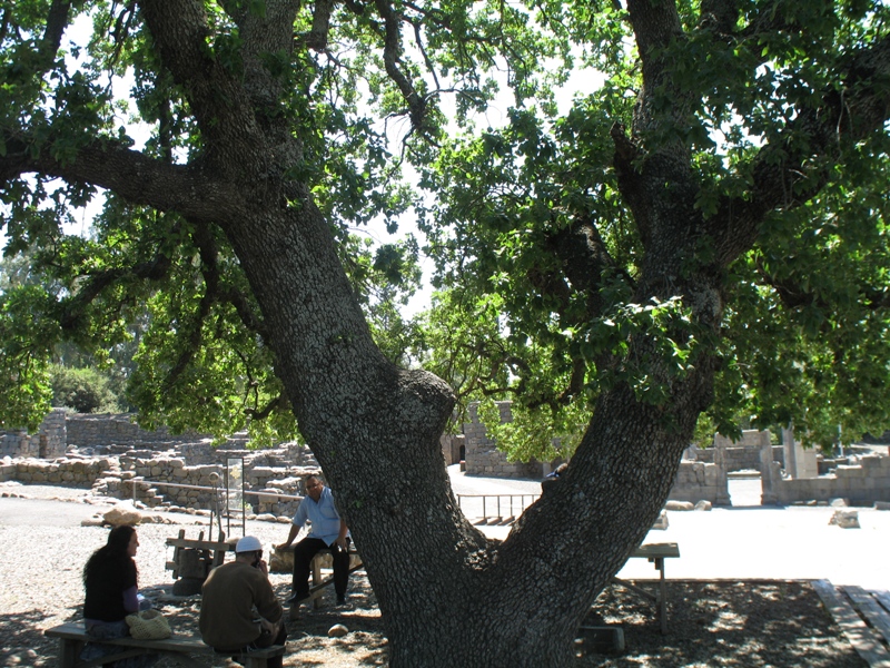 Katzrin, Golan Heights, Israel