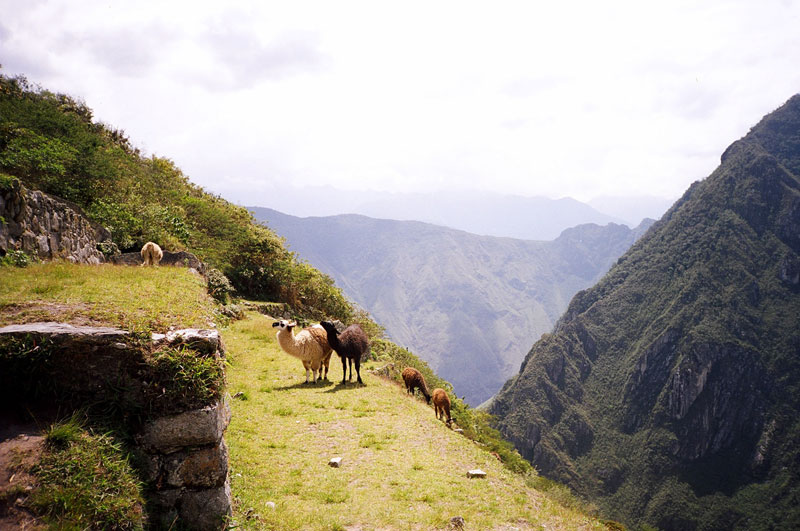 Machu Picchu, Peru