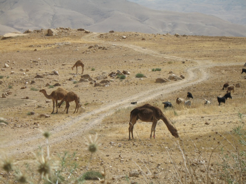 King"s Highway, Jordan 