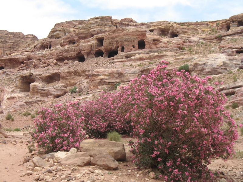 Caves, Petra, Jordan