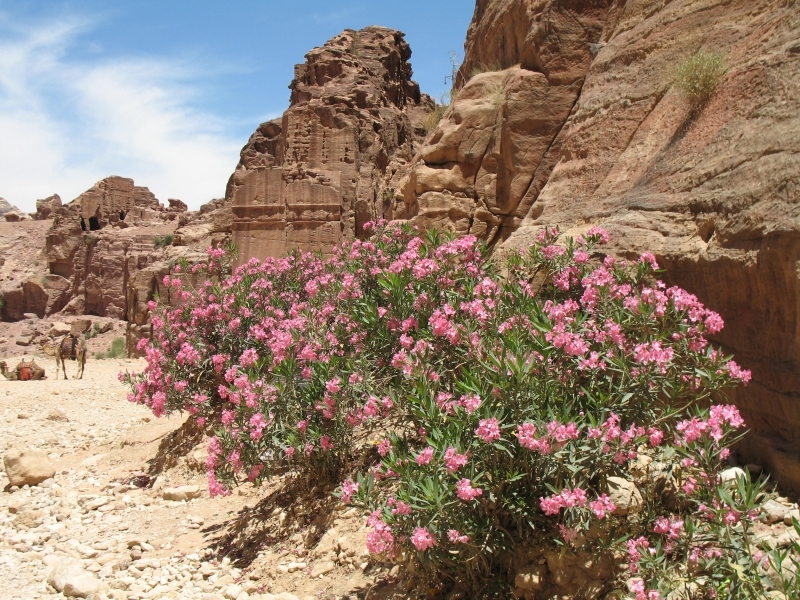 Petra, Jordan