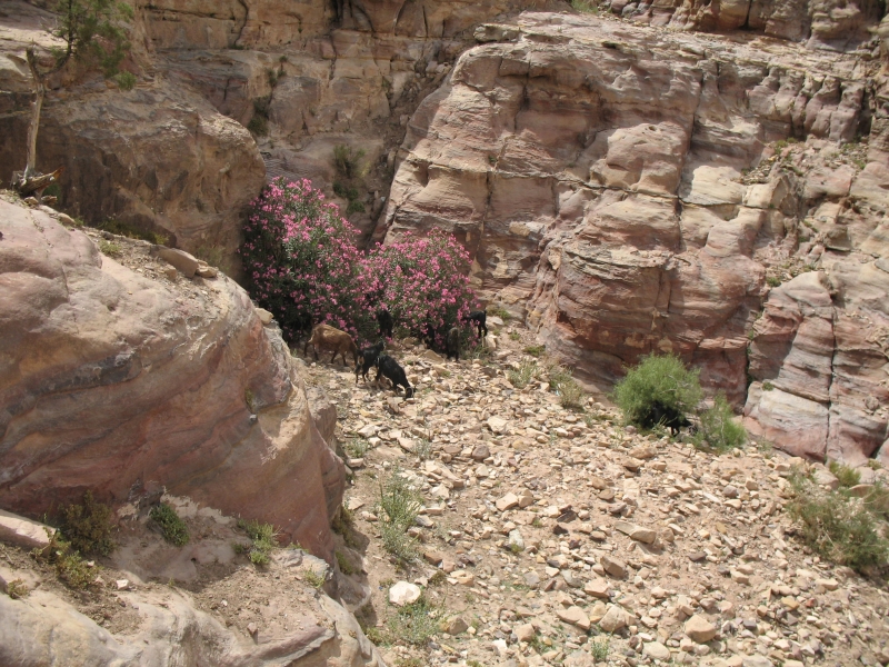 Petra, Jordan