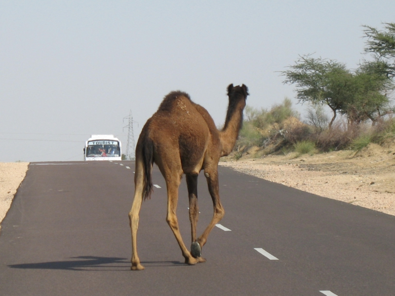 Rajasthan, India