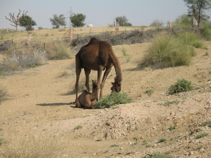 Rajasthan, India