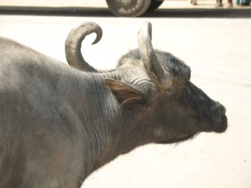 Rajasthan, India