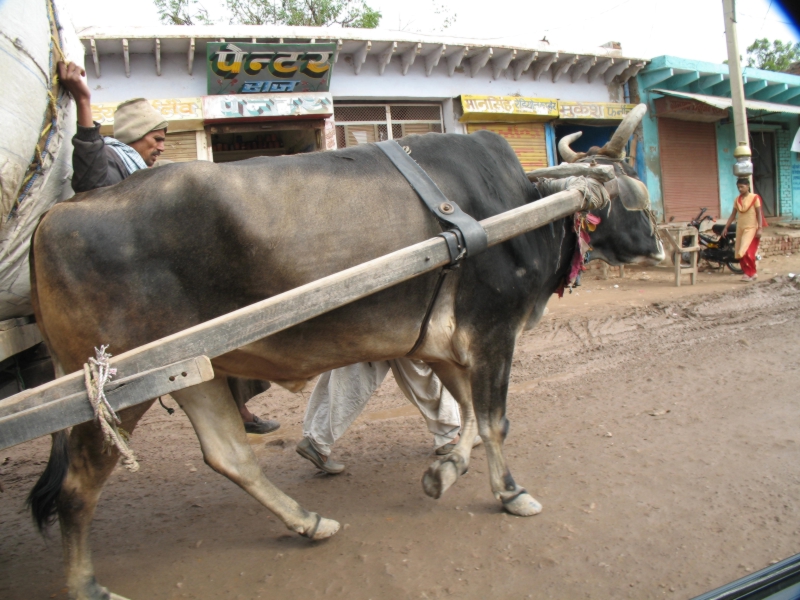 Rajasthan, India