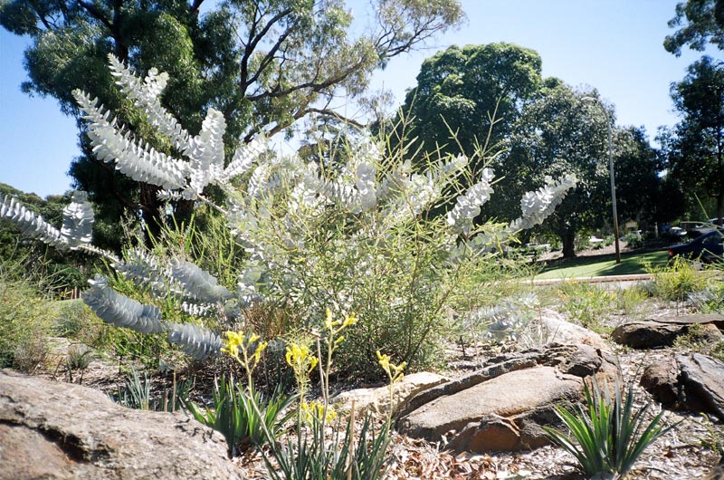 Kings Park, Perth, Western Austalia