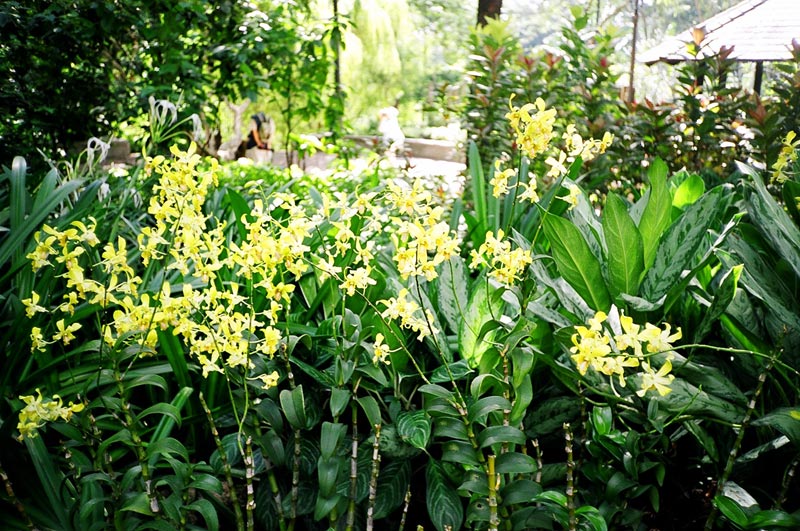 Botanic Garden, Singapore