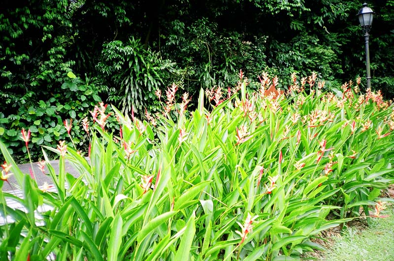 Botanic Garden, Singapore