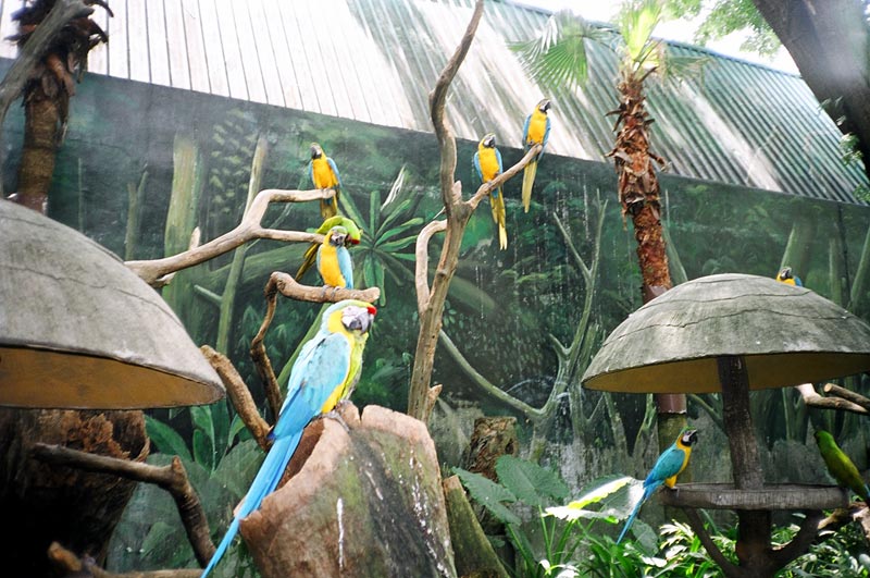 Jurong Bird Park, Singapore