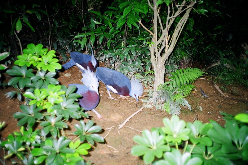 Jurong Bird Park, Singapore