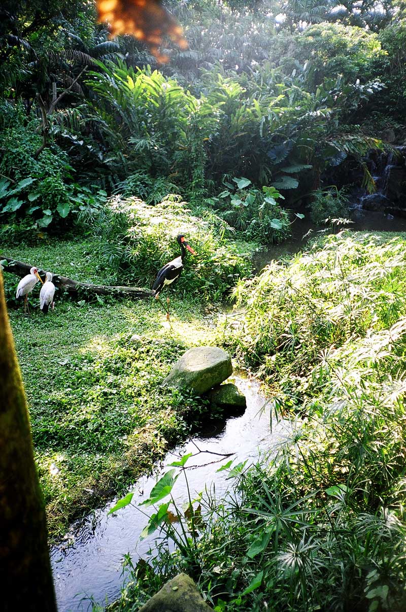 Jurong Bird Park, Singapore