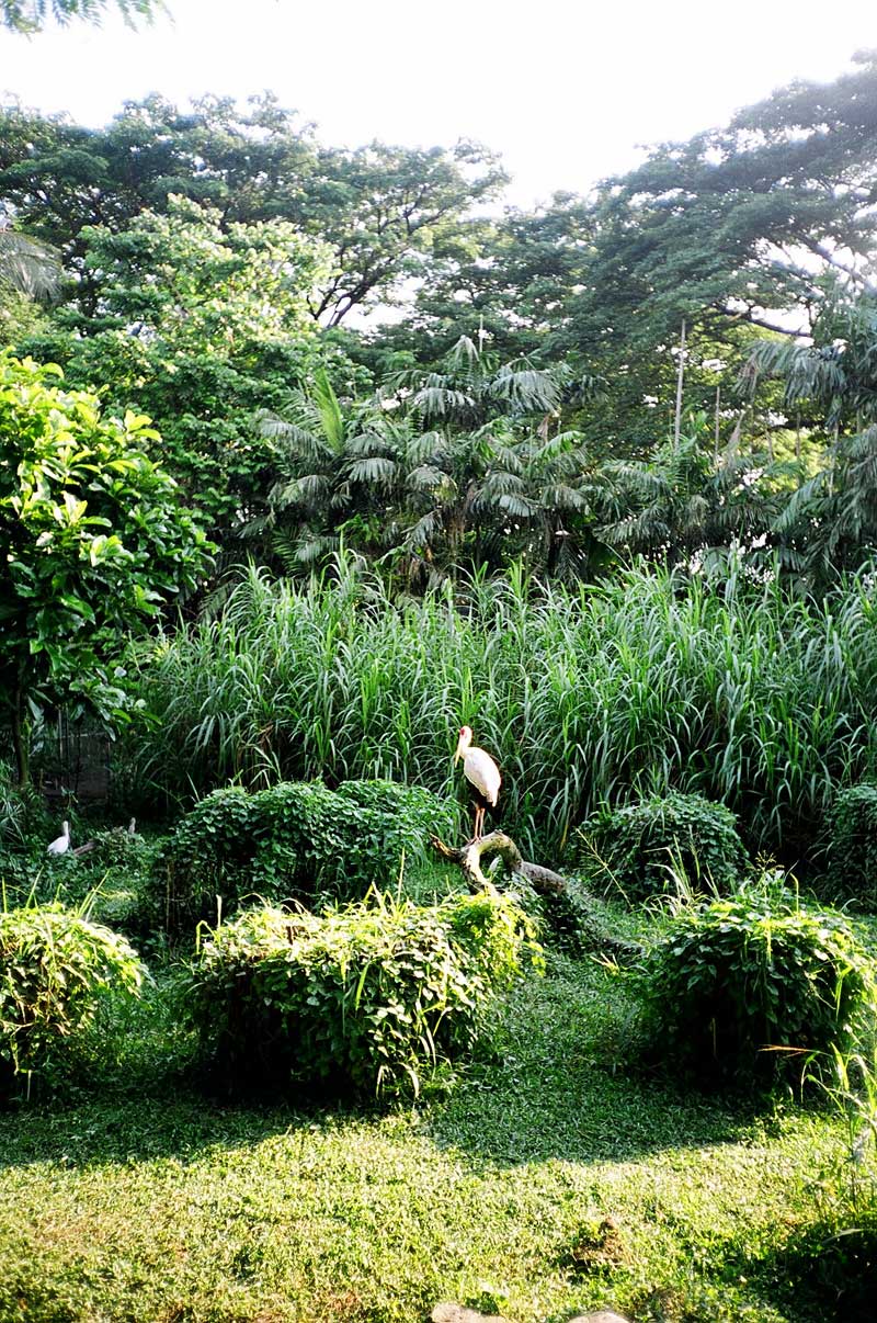 Jurong Bird Park, Singapore