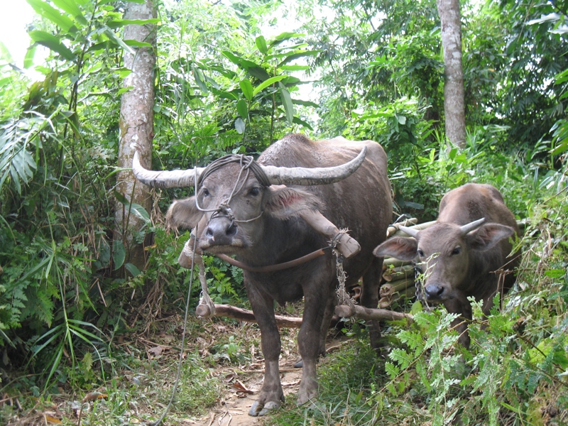 Bukit Lawang, North Sumatra, Indonesia