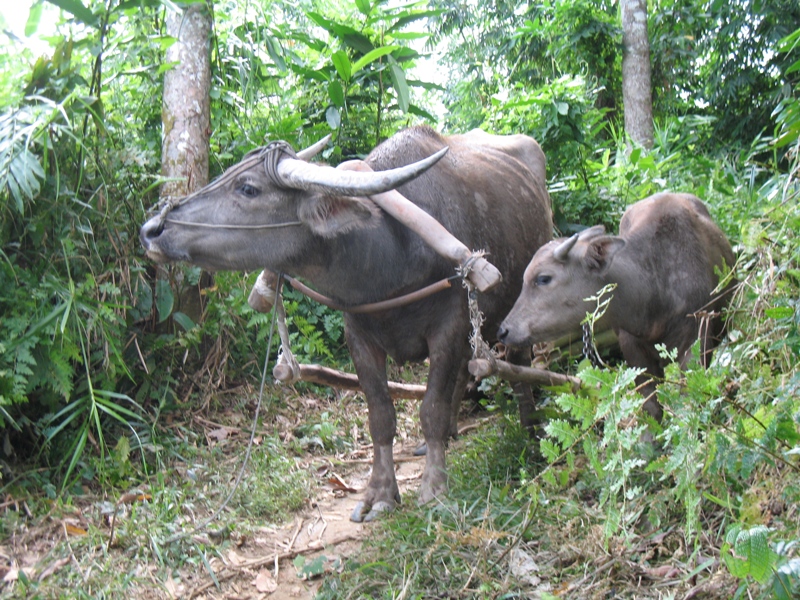 Bukit Lawang, North Sumatra, Indonesia