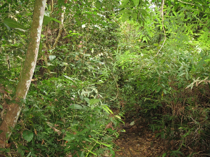 Bukit Lawang, North Sumatra, Indonesia