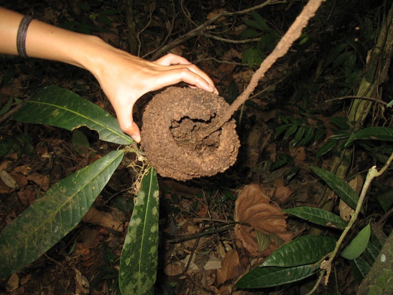 Bukit Lawang, North Sumatra, Indonesia