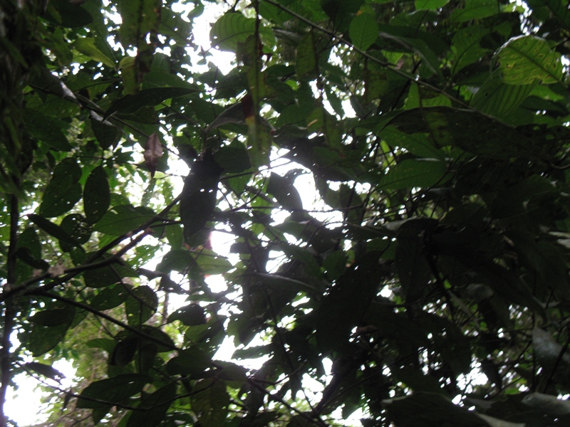 Bukit Lawang, North Sumatra, Indonesia