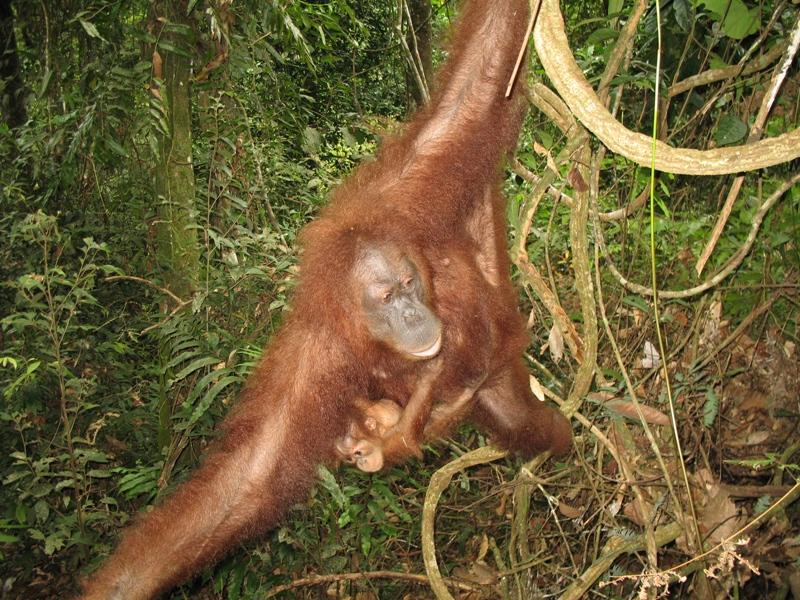 Sumatra Orangutan, Indonesia