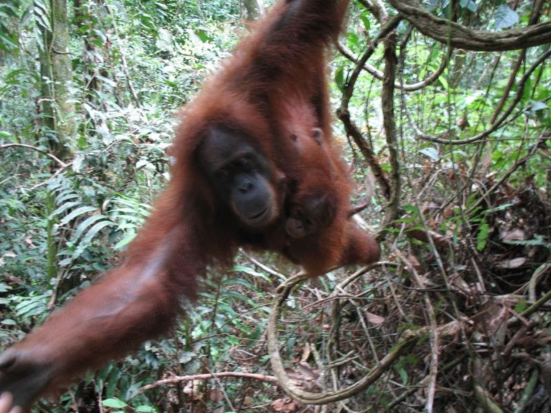 Sumatra Orangutan, Indonesia