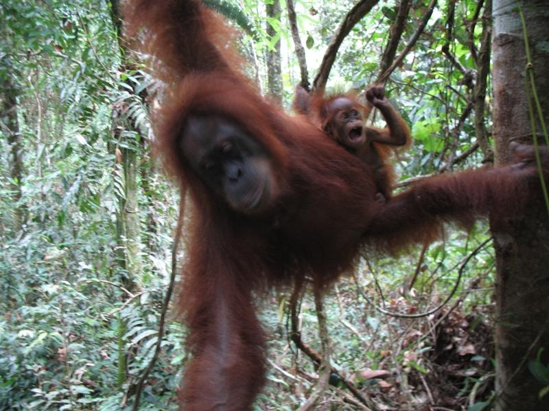 Sumatra Orangutan, Indonesia